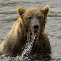 750px Brown bear fishing Kodiak NWR, Order of Bards, Ovates & Druids.