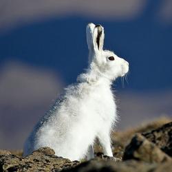 800px Lepus arcticus 001100820 IMG 6991, Order of Bards, Ovates & Druids.