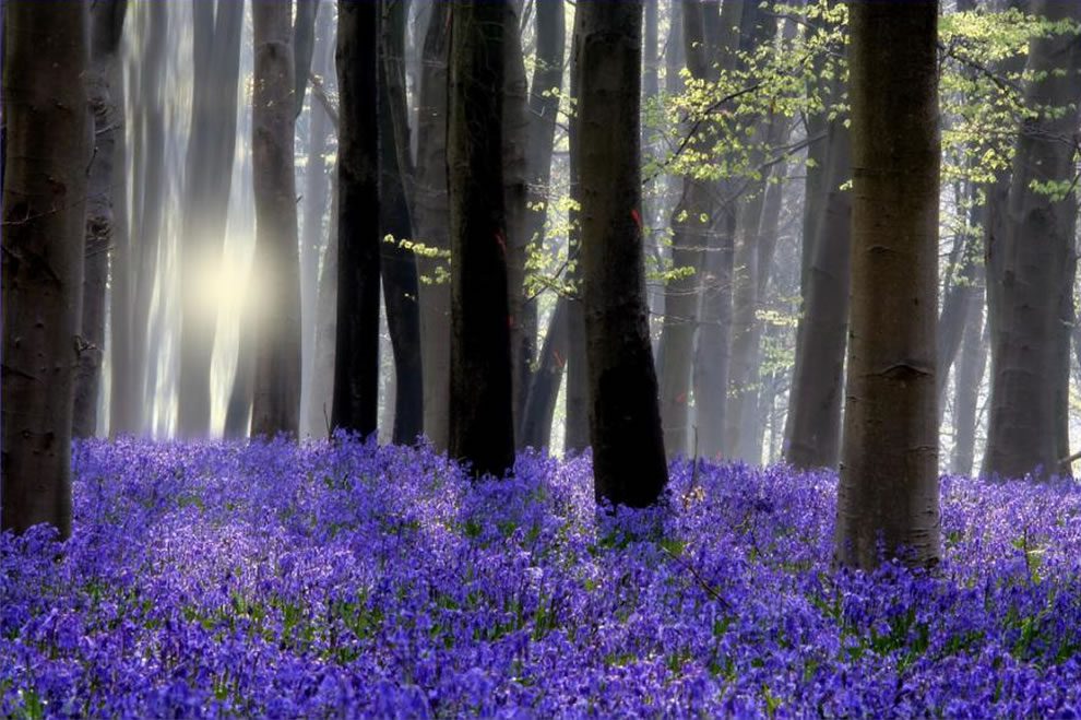 Bluebell Woods, Order of Bards, Ovates & Druids.
