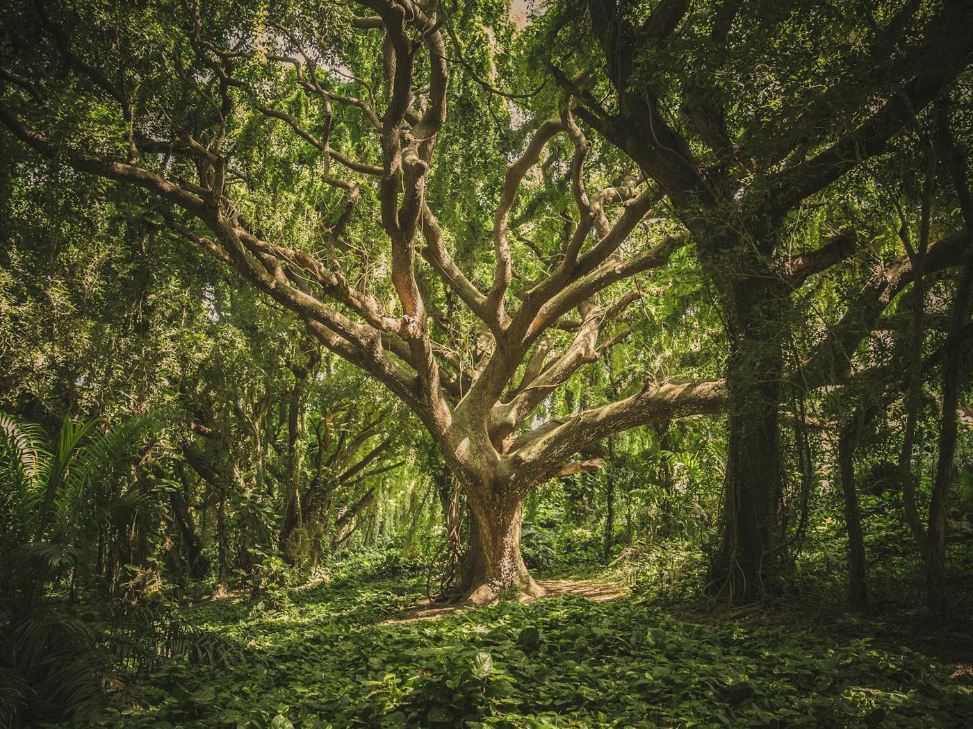 druid oakTree, Order of Bards, Ovates & Druids.