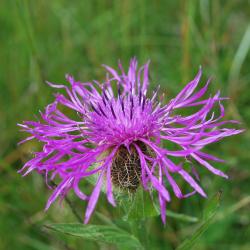 FlowerDiana, Order of Bards, Ovates & Druids.