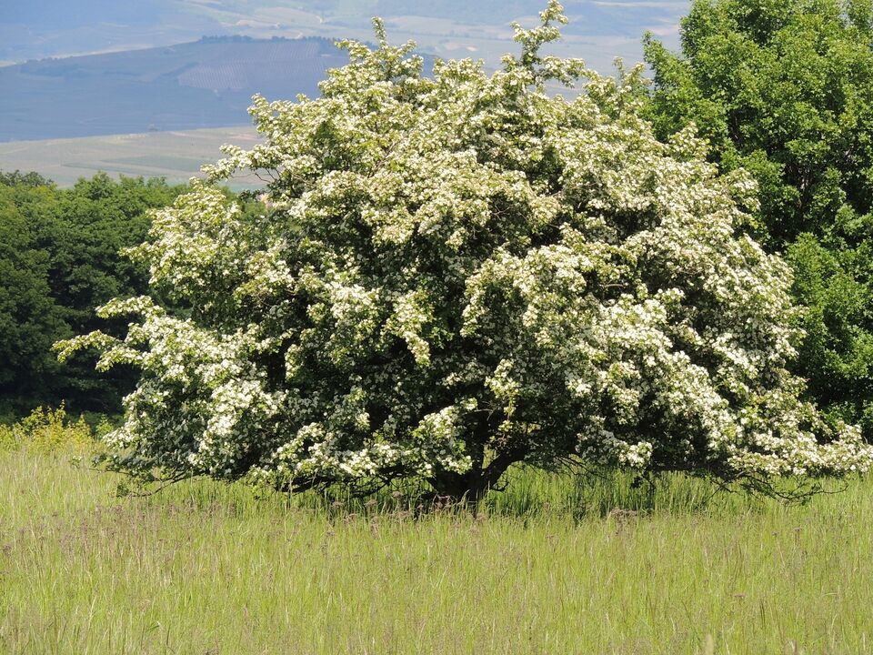 flowering hawthorn 862734 1920 27fcd33b573cd19389562fd3c770f261, Order of Bards, Ovates & Druids.