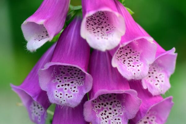 foxglove macro, Order of Bards, Ovates & Druids.
