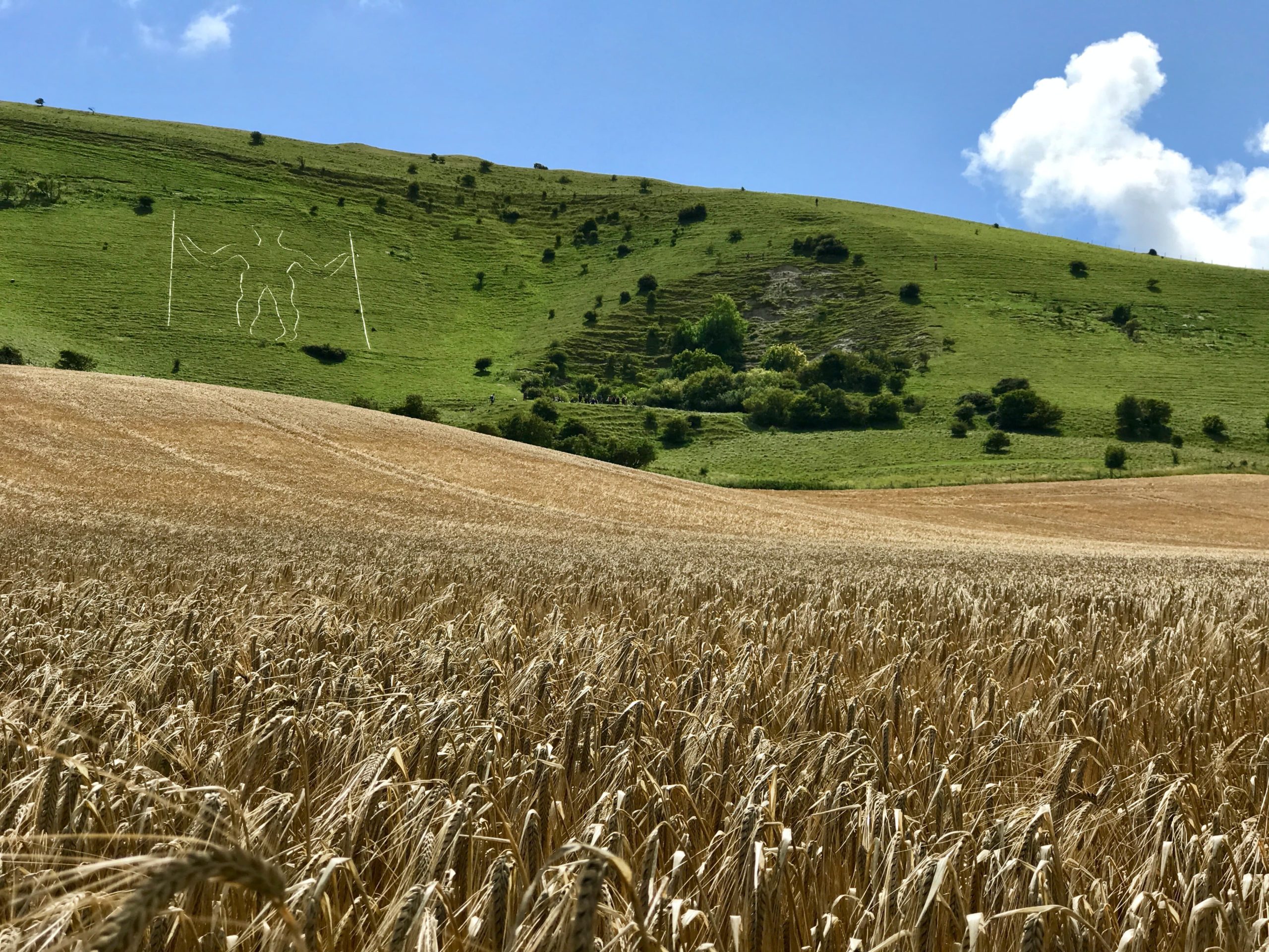 long man corn, Order of Bards, Ovates & Druids.