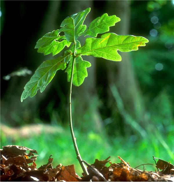 sapling 2, Order of Bards, Ovates & Druids.