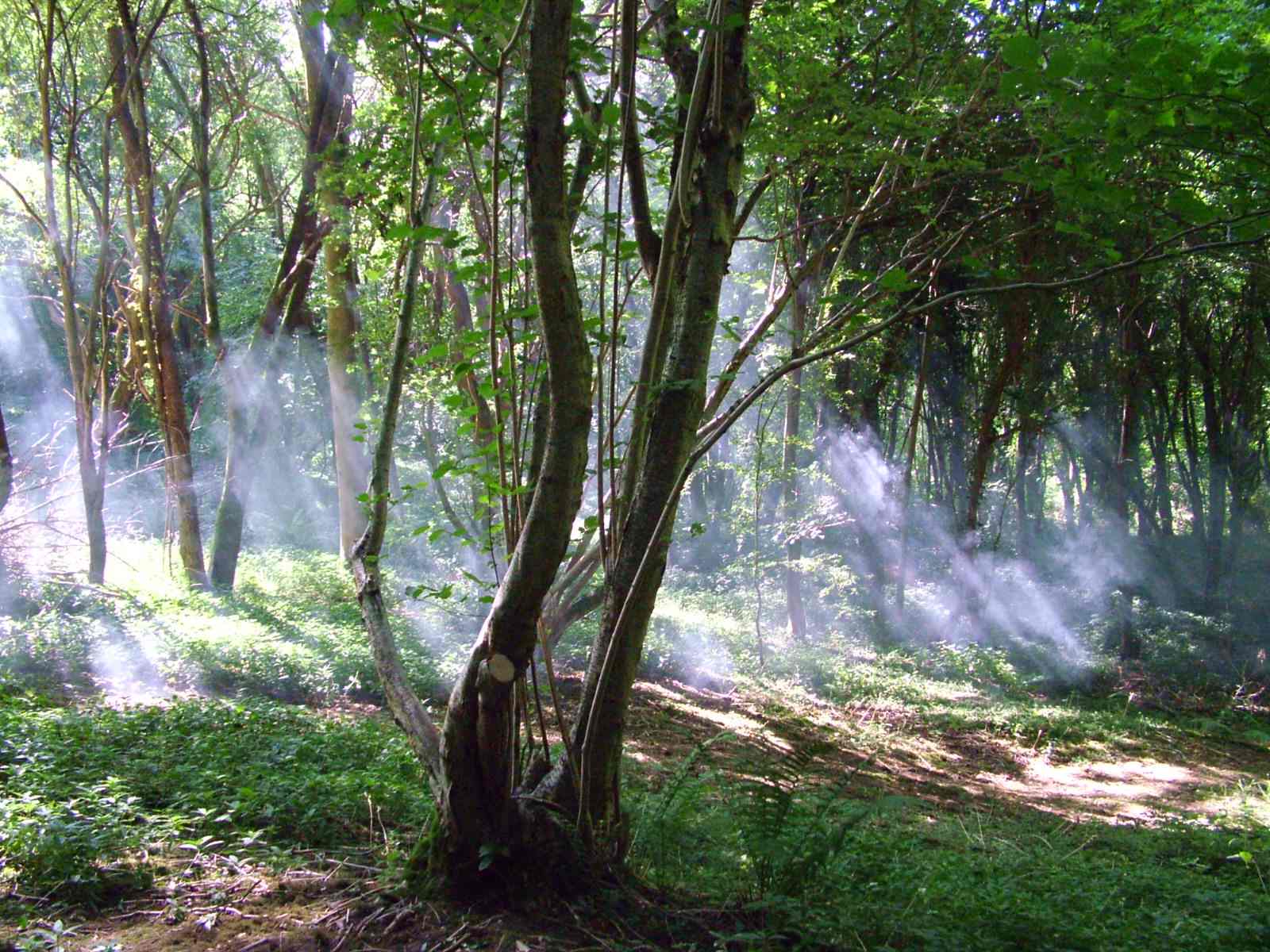 smokeywoods 2, Order of Bards, Ovates & Druids.