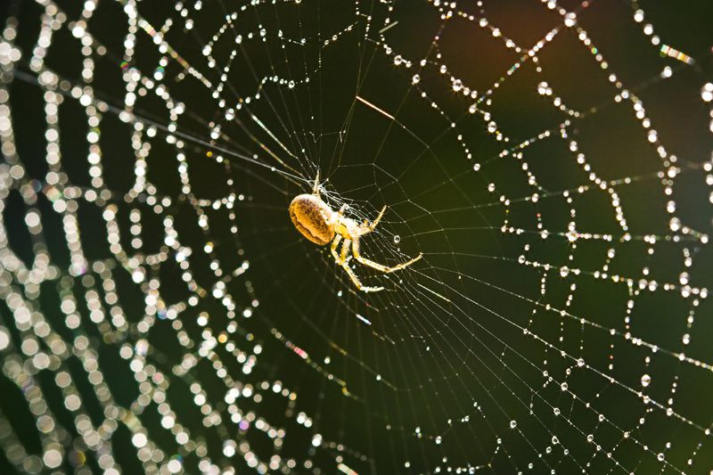 spider and web | Order of Bards, Ovates & Druids spiders in druidry