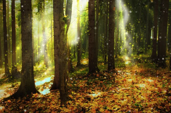 depositphotos forest glade | Order of Bards, Ovates & Druids depositphotos forest glade, Order of Bards, Ovates & Druids.