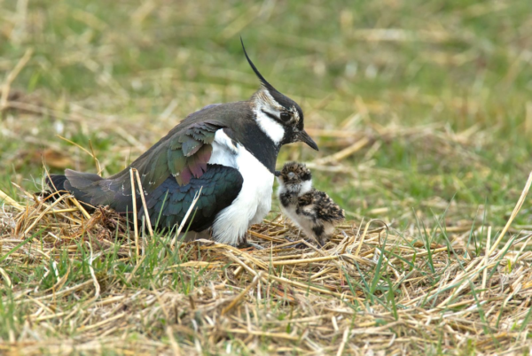 lapwing and chick | Order of Bards, Ovates & Druids lapwing and chick, Order of Bards, Ovates & Druids.